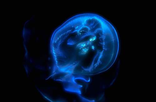 national aquarium blue jellyfish baltimore